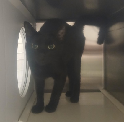 Shelter Stray Female Cat last seen Near Purdue Ave, 21239, MD, 2490 Giles Rd, Baltimore, MD 21225, USA