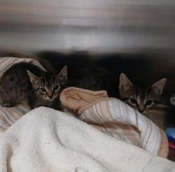 Shelter Stray Female Cat last seen Near Purdue Ave, 21239, MD, 2490 Giles Rd, Baltimore, MD 21225, USA