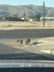 Found/Stray Unknown Dog last seen E Southern Avenue by Copper leaf mountain, Phoenix, AZ 85040