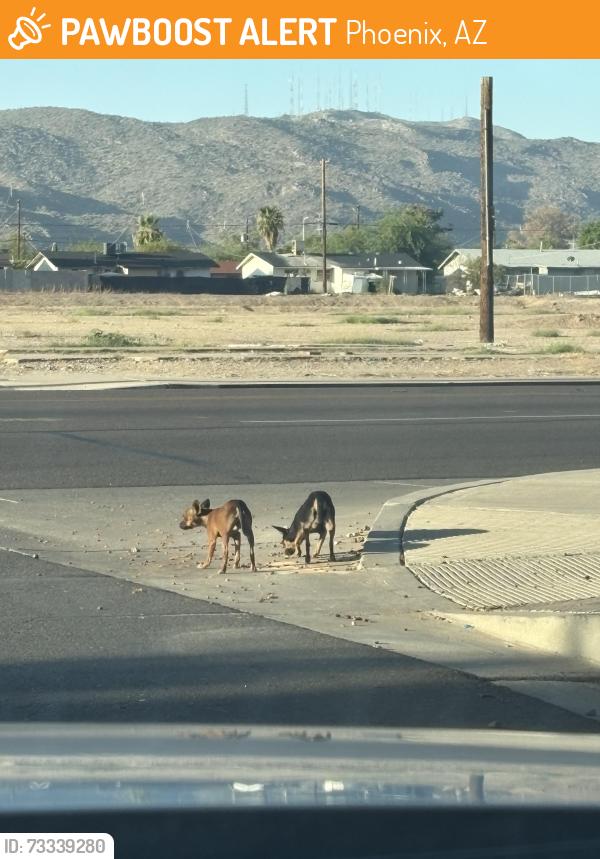 Found/Stray Unknown Dog last seen E Southern Avenue by Copper leaf mountain, Phoenix, AZ 85040