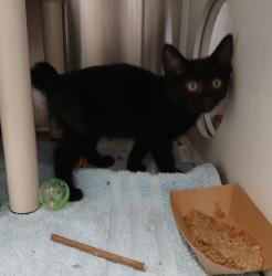 Shelter Stray Female Cat last seen Near Garrison Blvd Apt A6, 21215, MD, 2490 Giles Rd, Baltimore, MD 21225, USA