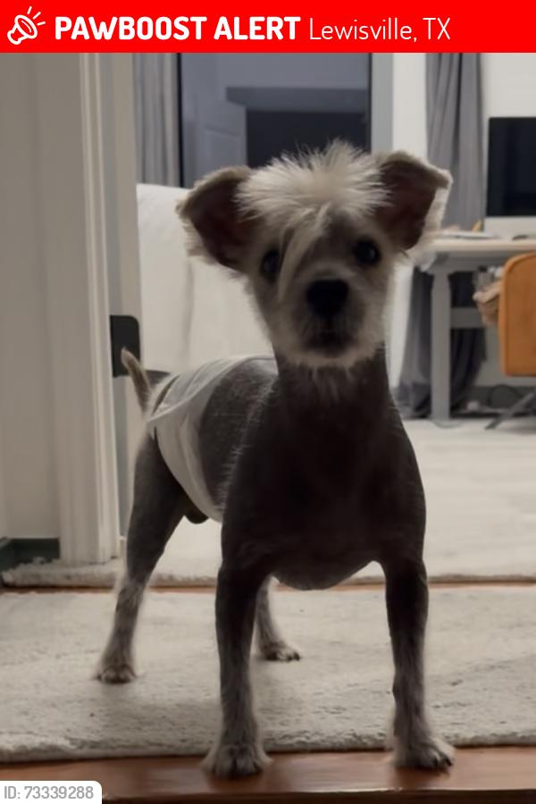 Lost Male Dog last seen Old Orchard/ main, Lewisville, TX 75067