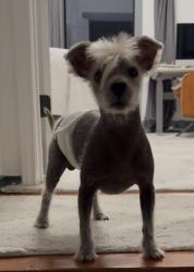 Lost Male Dog last seen Old Orchard/ main, Lewisville, TX 75067