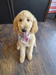Lost Male Dog last seen Denison Tx, Denison, TX 75020