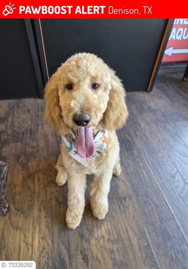 Lost Male Dog last seen Denison Tx, Denison, TX 75020