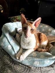 Reunited Male Cat last seen Oleander Boulivard, Virginia Avenue, S US Hwy 1, Fort Pierce, FL 34982