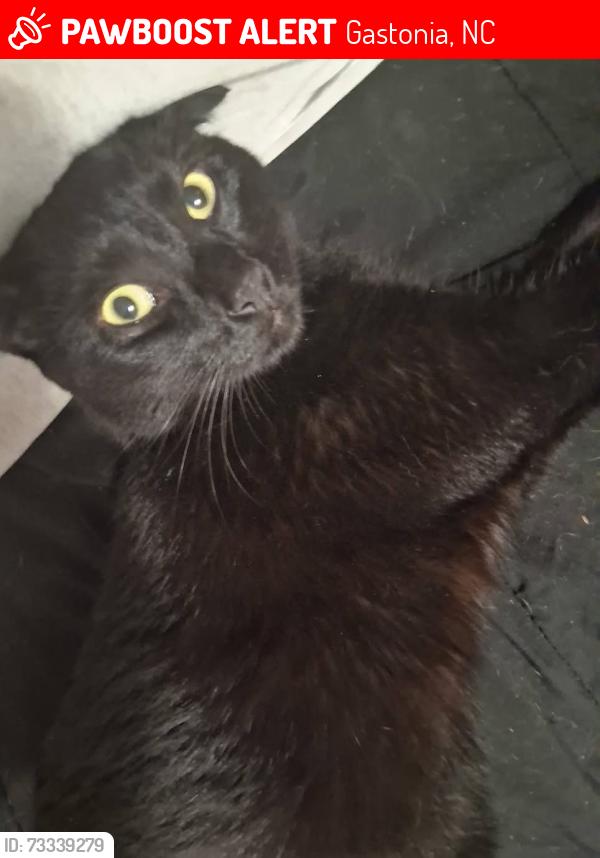 Lost Male Cat last seen West Franklin Blvd and Garrison near QT gas station, Gastonia, NC 28052