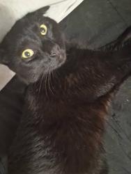 Lost Male Cat last seen West Franklin Blvd and Garrison near QT gas station, Gastonia, NC 28052