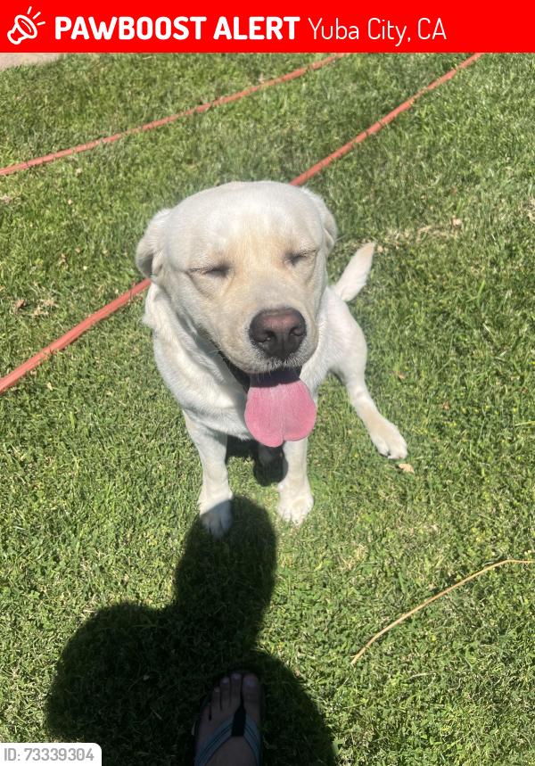 Lost Male Dog last seen twp Rd/Lincoln Rd, Yuba City, CA 95993