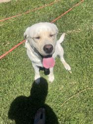 Lost Male Dog last seen twp Rd/Lincoln Rd, Yuba City, CA 95993