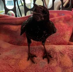 Lost Unknown Bird last seen Pontilly Coffee Parking lot, New Orleans, LA 70126
