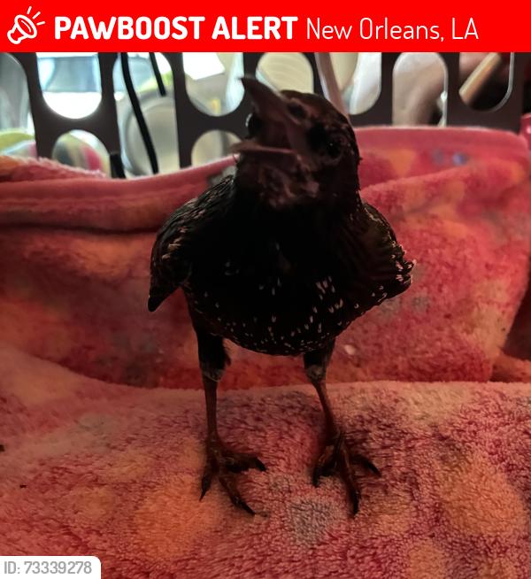 Lost Unknown Bird last seen Pontilly Coffee Parking lot, New Orleans, LA 70126