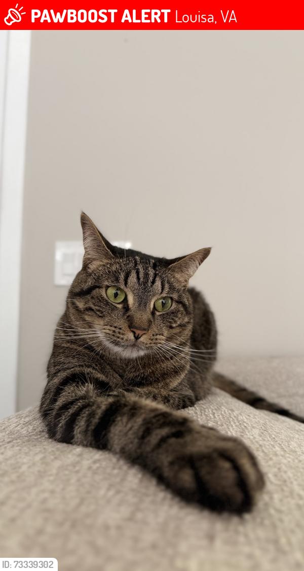 Lost Male Cat last seen Near Geri Ln, Louisa, VA 23093