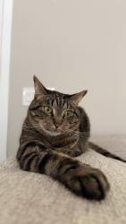 Lost Male Cat last seen Near Geri Ln, Louisa, VA 23093