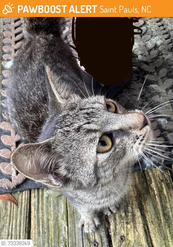 Surrendered Female Cat last seen Corner of Nash and Willoughby, Saint Pauls, NC 28384