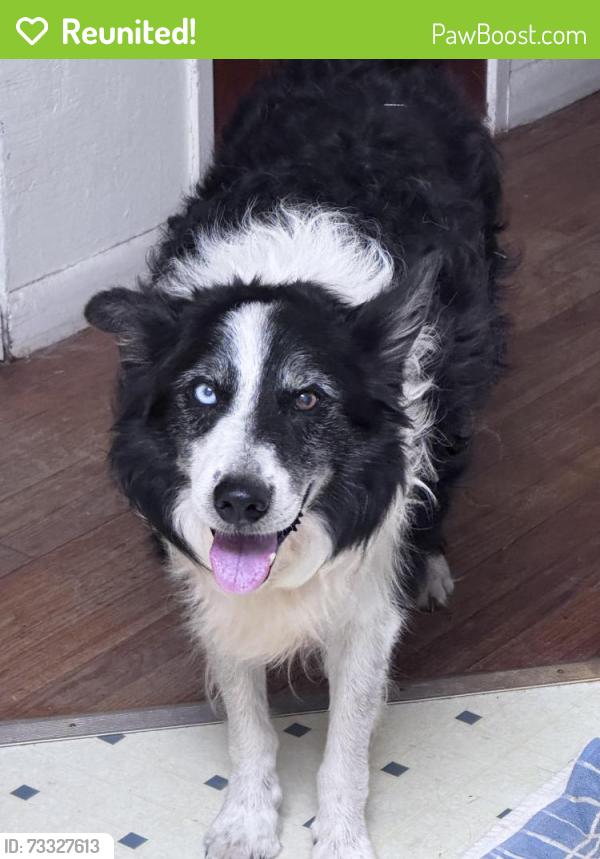 Reunited Male Dog last seen Hwy 79 at Lakeside, Lakeside City, TX 76308