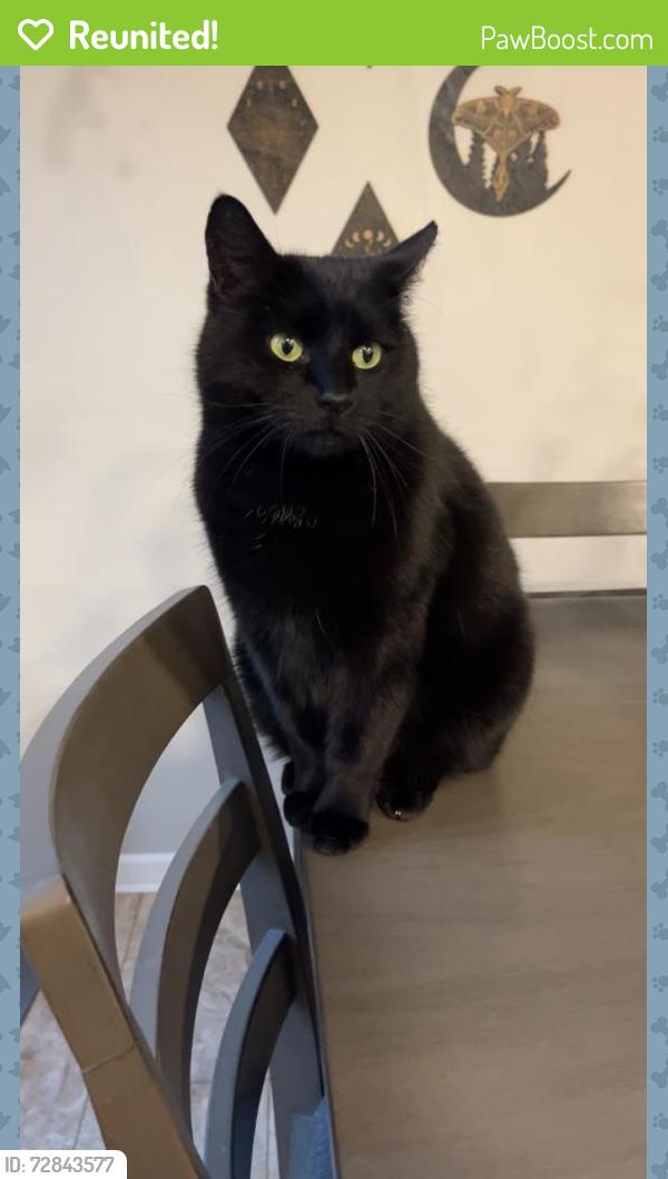 Reunited Female Cat last seen Nina Court, Caravel Farms, Bear, DE 19701, Glasgow, DE 19701