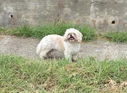 Reunited Male Dog last seen Courageous and Intrepid Ln, Rowlett, TX 75089