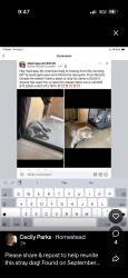 Lost Male Dog last seen Idk, Maricopa, AZ 85138