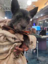 Shelter Stray Female Dog last seen 10 mile and Beech daley on Larkin street sitting on side of road, Southfield, MI, 48033, 1200 N Telegraph Building 42E, Pontiac, MI 48340, USA
