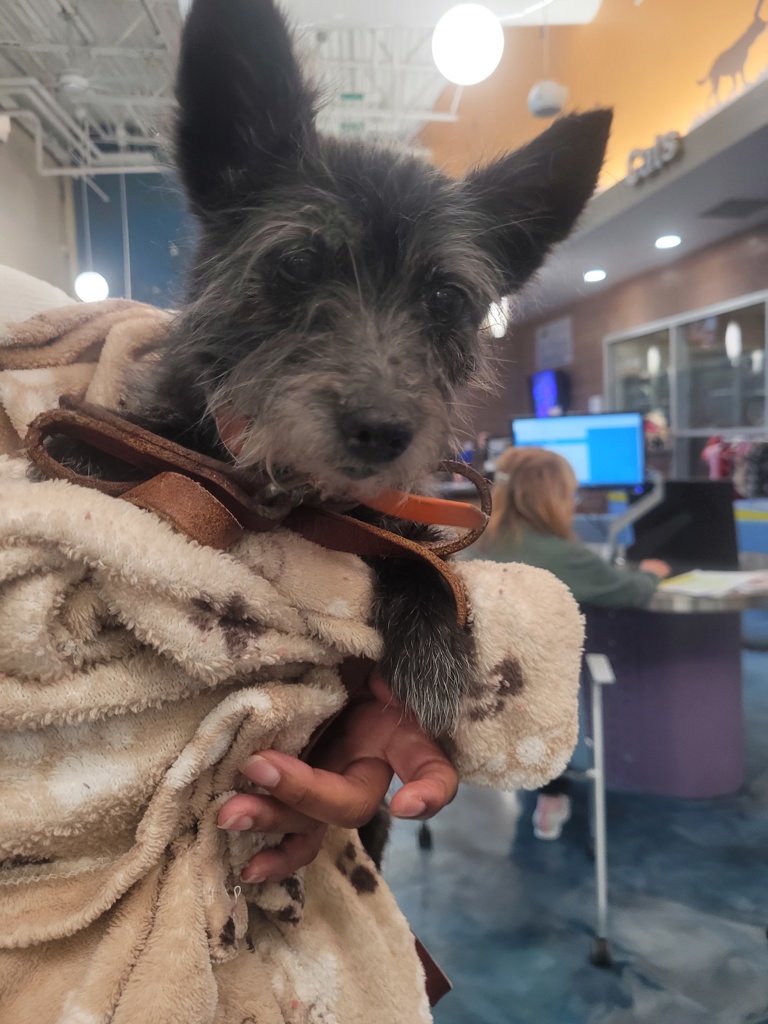 Shelter Stray Female Dog last seen 10 mile and Beech daley on Larkin street sitting on side of road, Southfield, MI, 48033, 1200 N Telegraph Building 42E, Pontiac, MI 48340, USA