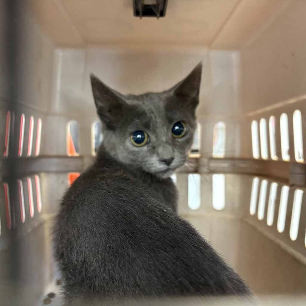 Shelter Stray Male Cat last seen Near S Rio Grande Street, SALT LAKE CITY, UT, 84101, 511 W 3900 S, Salt Lake City, UT 84123, USA