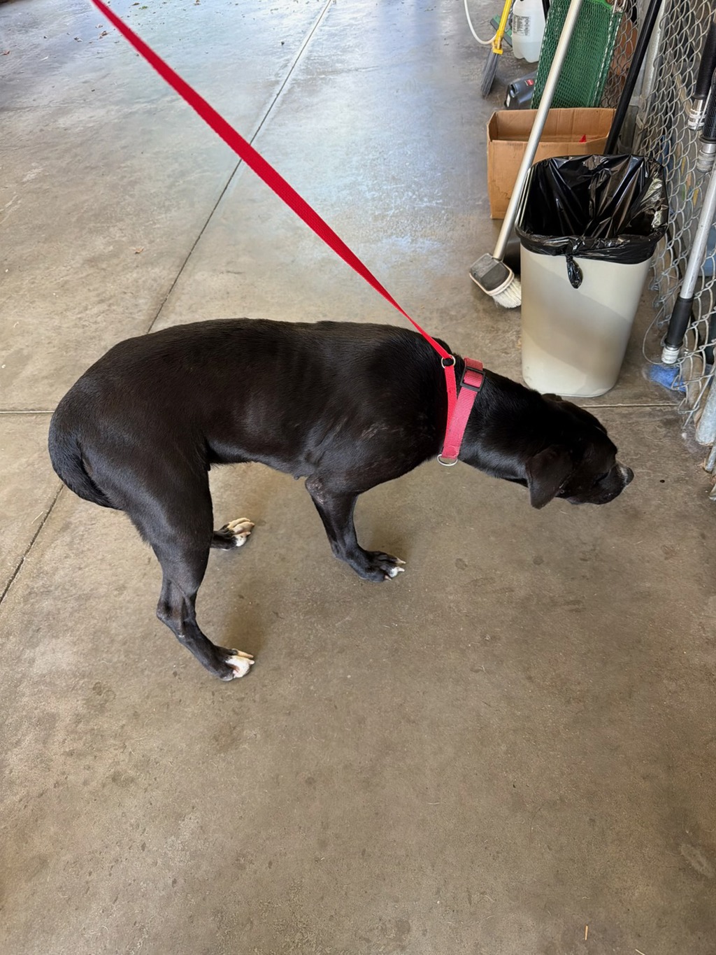 Shelter Stray Female Dog last seen Overridge Drive, CHESTER, VA, 23831, 9300 Public Works Rd, Chesterfield, VA 23832, USA
