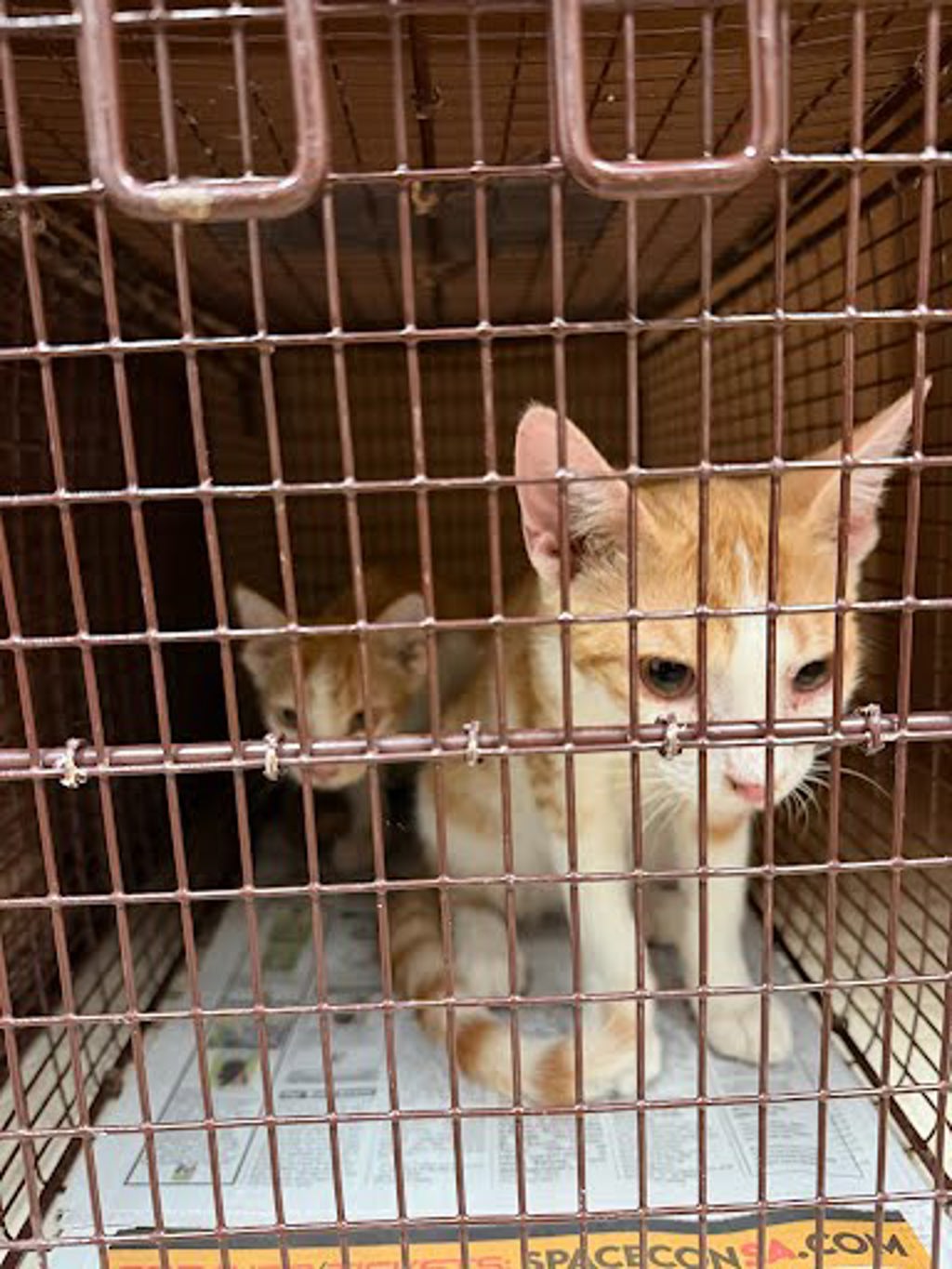 Shelter Stray Male Cat last seen Near Cherry Hollow Court, LEANDER, TX, 78641, 7201 Levander Loop bldg a, Austin, TX 78702, USA
