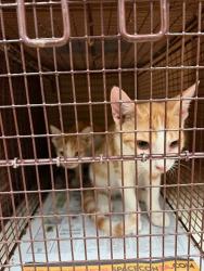 Shelter Stray Male Cat last seen Near Cherry Hollow Court, LEANDER, TX, 78641, 7201 Levander Loop bldg a, Austin, TX 78702, USA