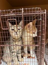 Shelter Stray Female Cat last seen Near Cherry Hollow Court, LEANDER, TX, 78641, 7201 Levander Loop bldg a, Austin, TX 78702, USA