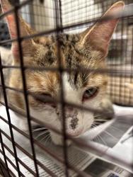 Shelter Stray Female Cat last seen Near Cherry Hollow Court, LEANDER, TX, 78641, 7201 Levander Loop bldg a, Austin, TX 78702, USA