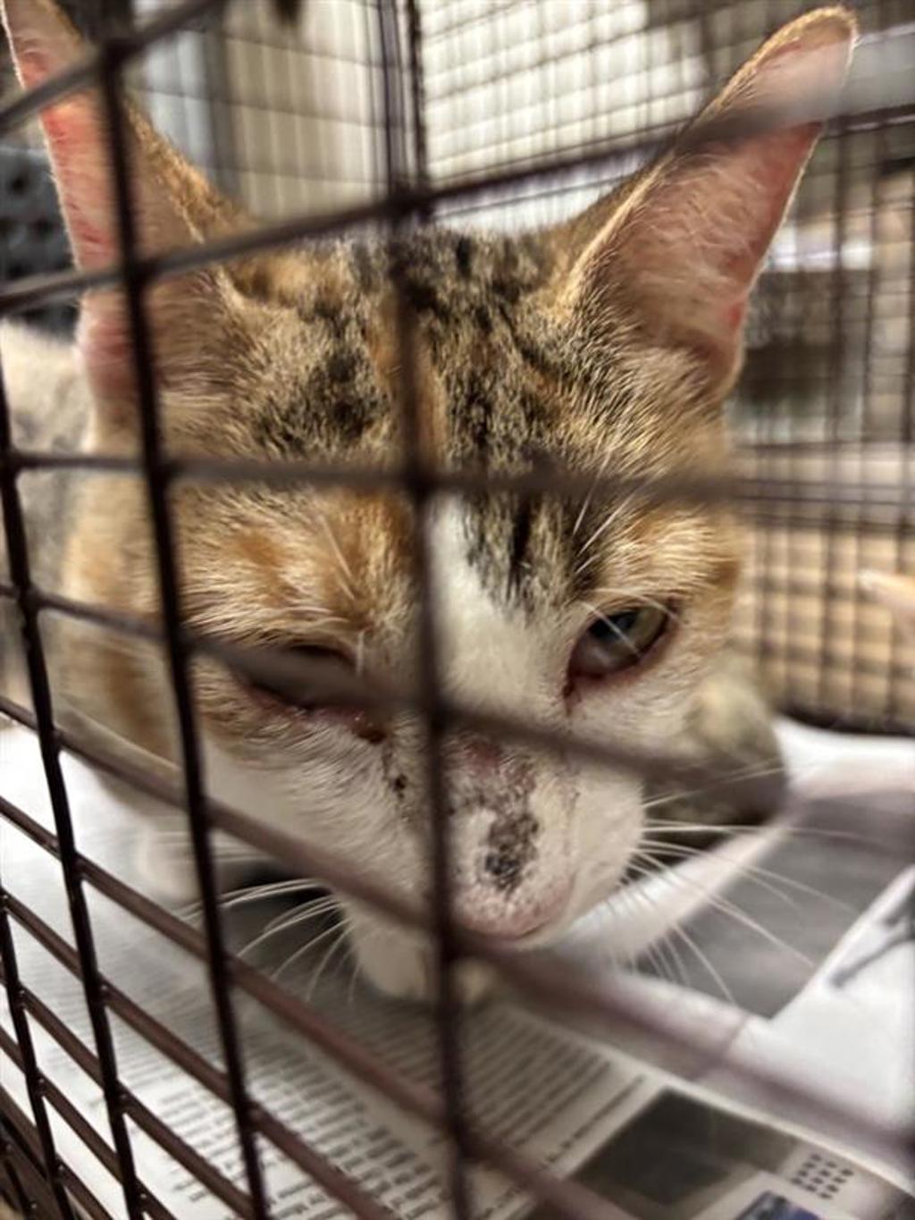 Shelter Stray Female Cat last seen Near Cherry Hollow Court, LEANDER, TX, 78641, 7201 Levander Loop bldg a, Austin, TX 78702, USA