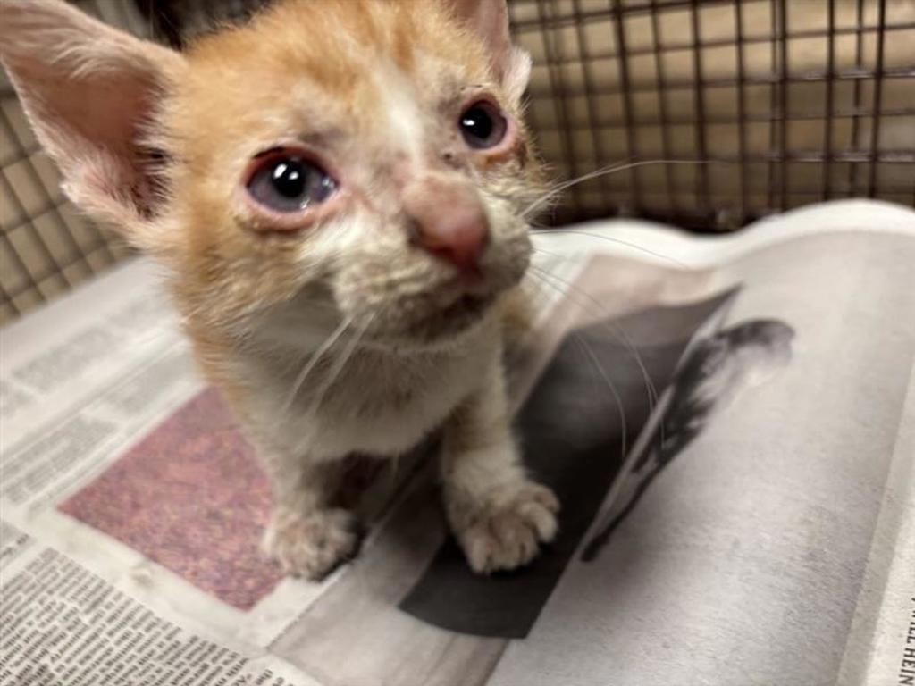 Shelter Stray Male Cat last seen Near Cherry Hollow Court, LEANDER, TX, 78641, 7201 Levander Loop bldg a, Austin, TX 78702, USA