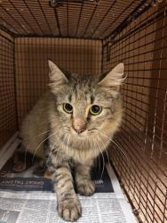 Shelter Stray Unknown Cat last seen Near E Oltorf Street, AUSTIN, TX, 78741, 7201 Levander Loop bldg a, Austin, TX 78702, USA