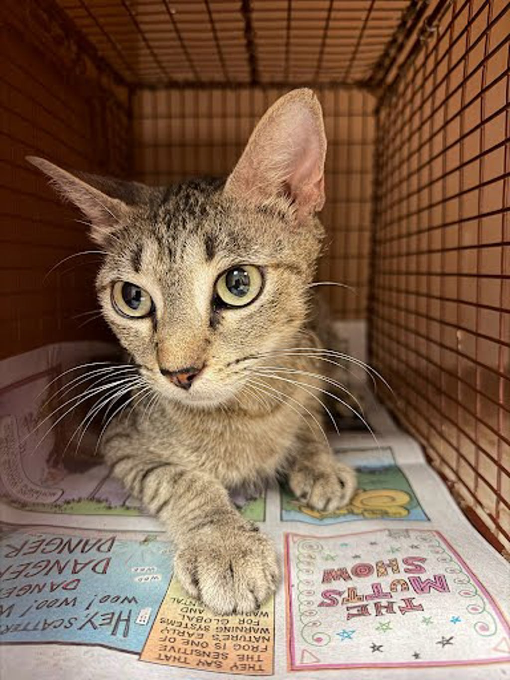 Shelter Stray Unknown Cat last seen Near Peppertree Parkway, AUSTIN, TX, 78744, 7201 Levander Loop bldg a, Austin, TX 78702, USA