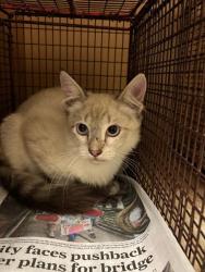 Shelter Stray Unknown Cat last seen Near E Oltorf Street, AUSTIN, TX, 78741, 7201 Levander Loop bldg a, Austin, TX 78702, USA