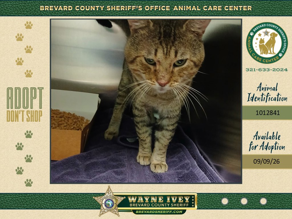 Shelter Stray Unknown Cat last seen Apt 79,3277 1st Avenue, MIMS, FL, 32754, 5100 W Eau Gallie Blvd, Melbourne, FL 32934, USA
