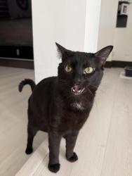 Lost Male Cat last seen Concord park, Miami, FL 33165