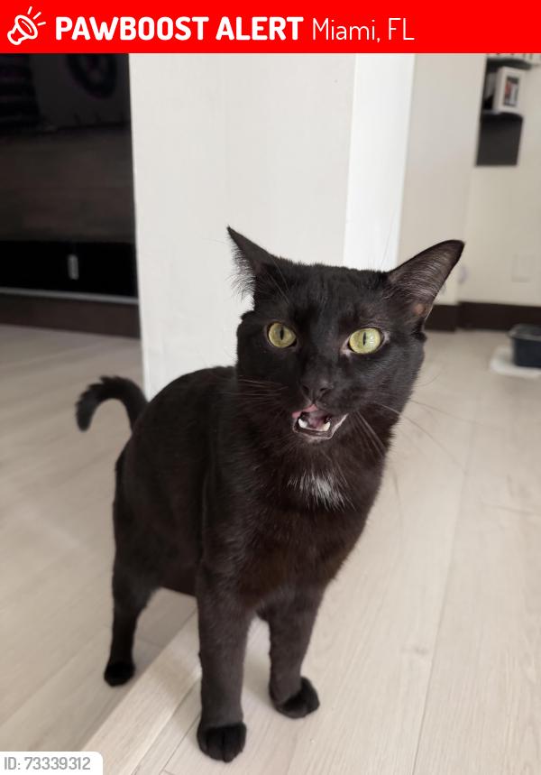 Lost Male Cat last seen Concord park, Miami, FL 33165