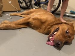 Found/Stray Male Dog last seen Cayman lane & Oregon Trail, Marietta, GA 30008