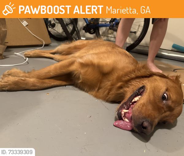 Found/Stray Male Dog last seen Cayman lane & Oregon Trail, Marietta, GA 30008