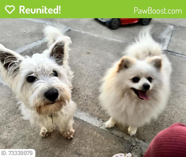 Reunited Male Dog last seen Alvin, Salinas, CA 93906