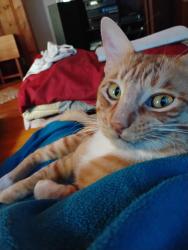 Lost Male Cat last seen El Norte and Washington, Escondido, CA 92027