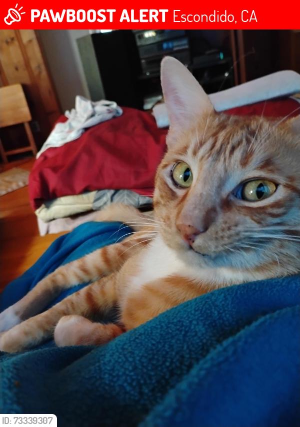 Lost Male Cat last seen El Norte and Washington, Escondido, CA 92027