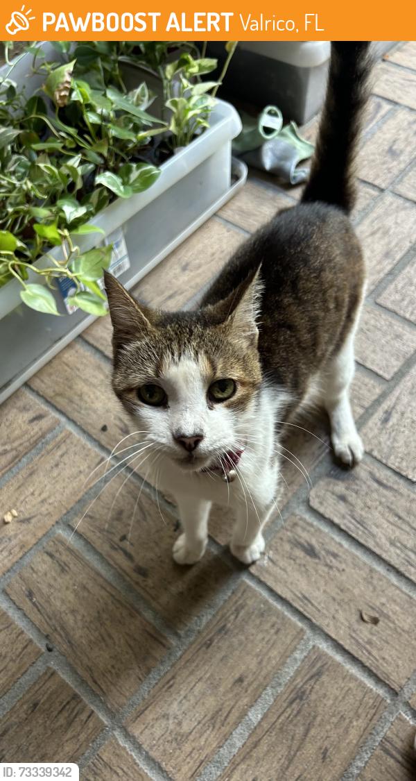 Found/Stray Unknown Cat last seen Neighborhood, Valrico, FL 33594