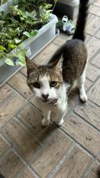 Found/Stray Unknown Cat last seen Neighborhood, Valrico, FL 33594