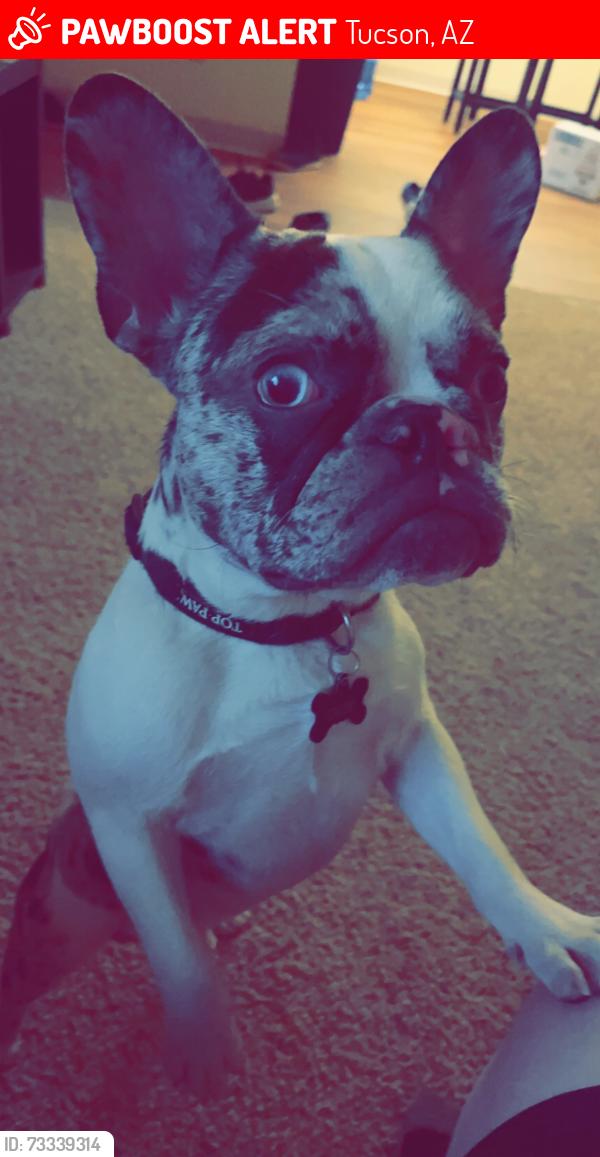 Lost Male Dog last seen 24th and randolph, Tucson, AZ 85713