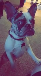 Lost Male Dog last seen 24th and randolph, Tucson, AZ 85713