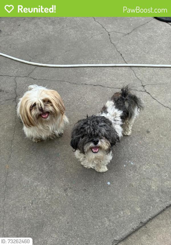 Reunited Male Dog last seen Golden gate area 130th Rhodes, Riverdale, IL 60827