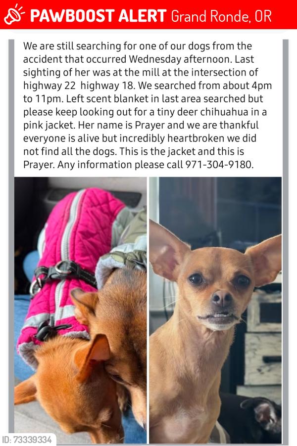 Lost Female Dog last seen Hwy 22 and HWY 18 intersection, Grand Ronde, OR 97347